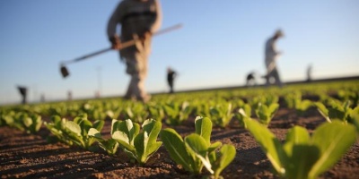 Giornate massime di disoccupazione agricola: soggetti e procedura per richiederla 