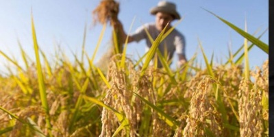 Diventare imprenditore agricolo: ecco come ottenere la qualifica