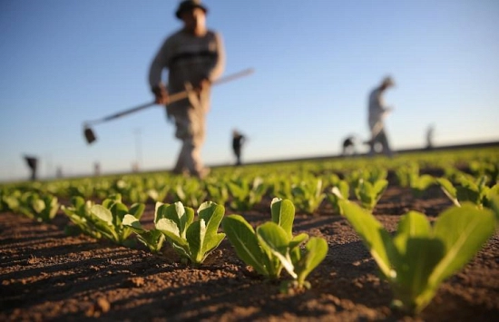 Immagine d'esempio usata nell'articolo Disoccupazione agricola: soggetti e procedura per richiederla