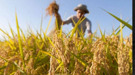 immagine esemplificativa su diventare imprenditore agricolo